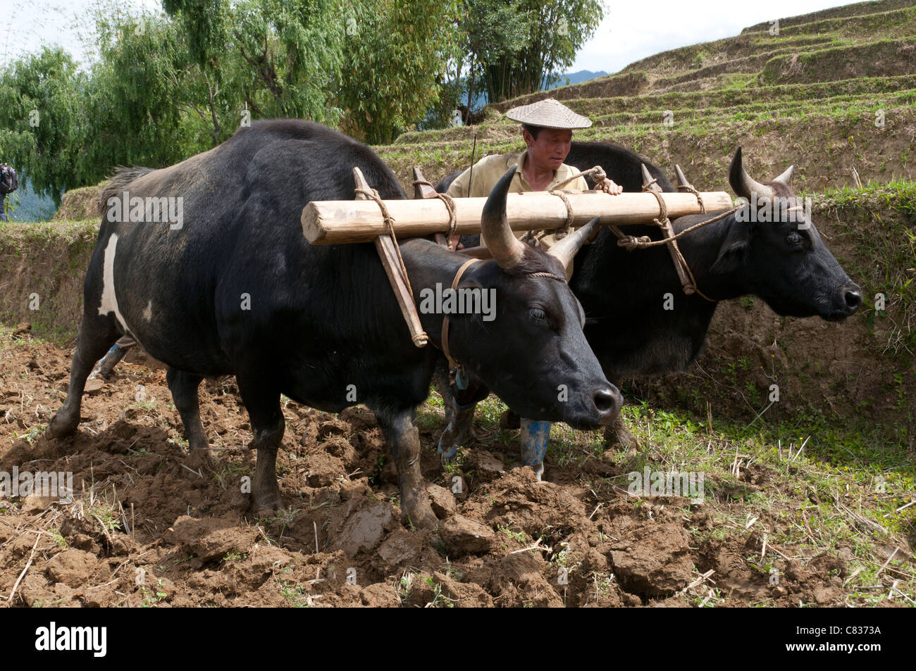 Bauern bei der Arbeit mit Ochsen in Reisterrassen. Radi. Ost bhutan Stockfoto