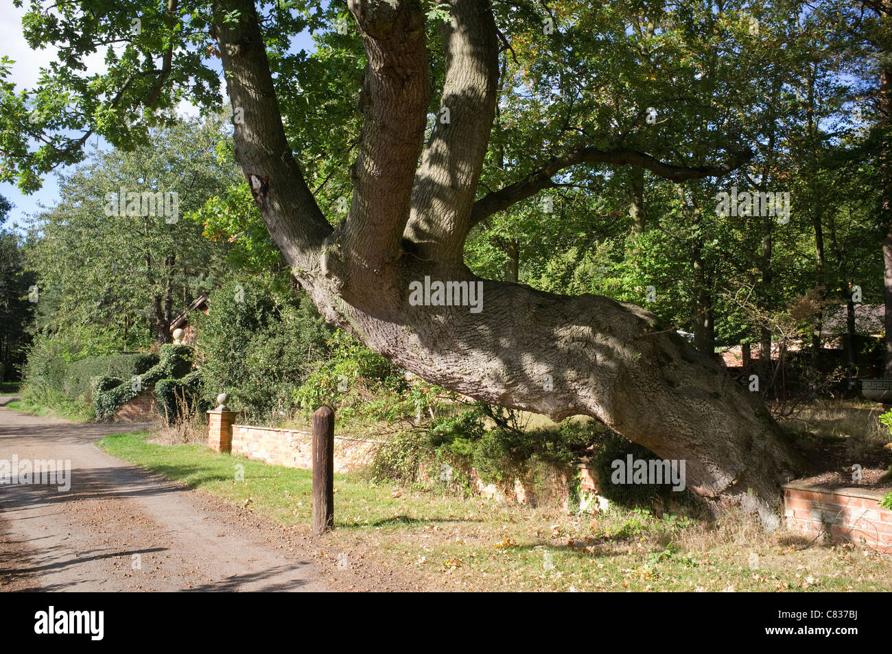 Alte Eiche in Windlesham Arboretum, Surrey Stockfoto