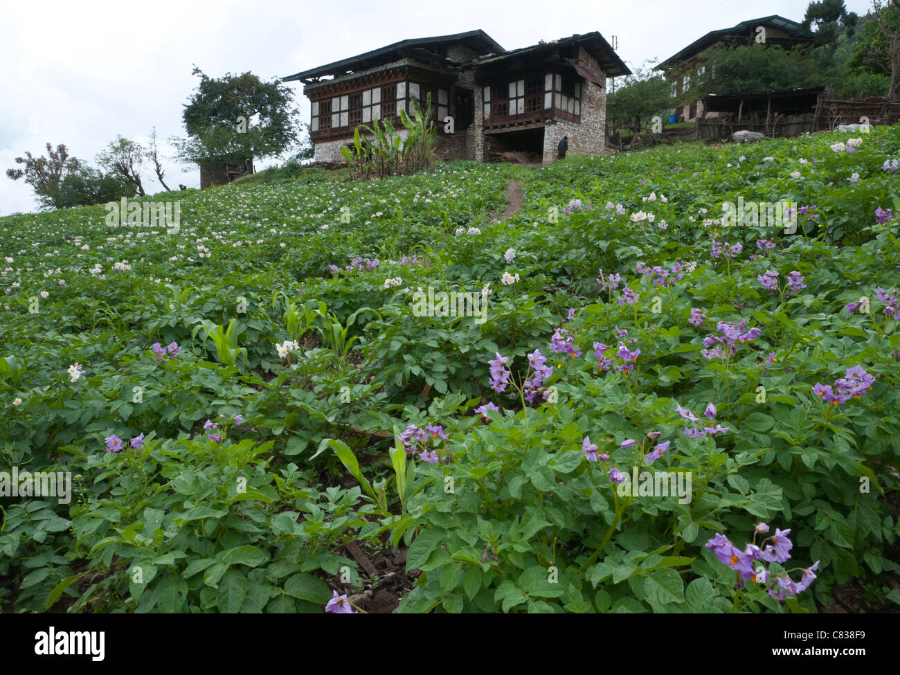 Feld mit typischen Bauernhäusern in bkgd. Yakpugang. Mongar. Ost Bhutan Stockfoto