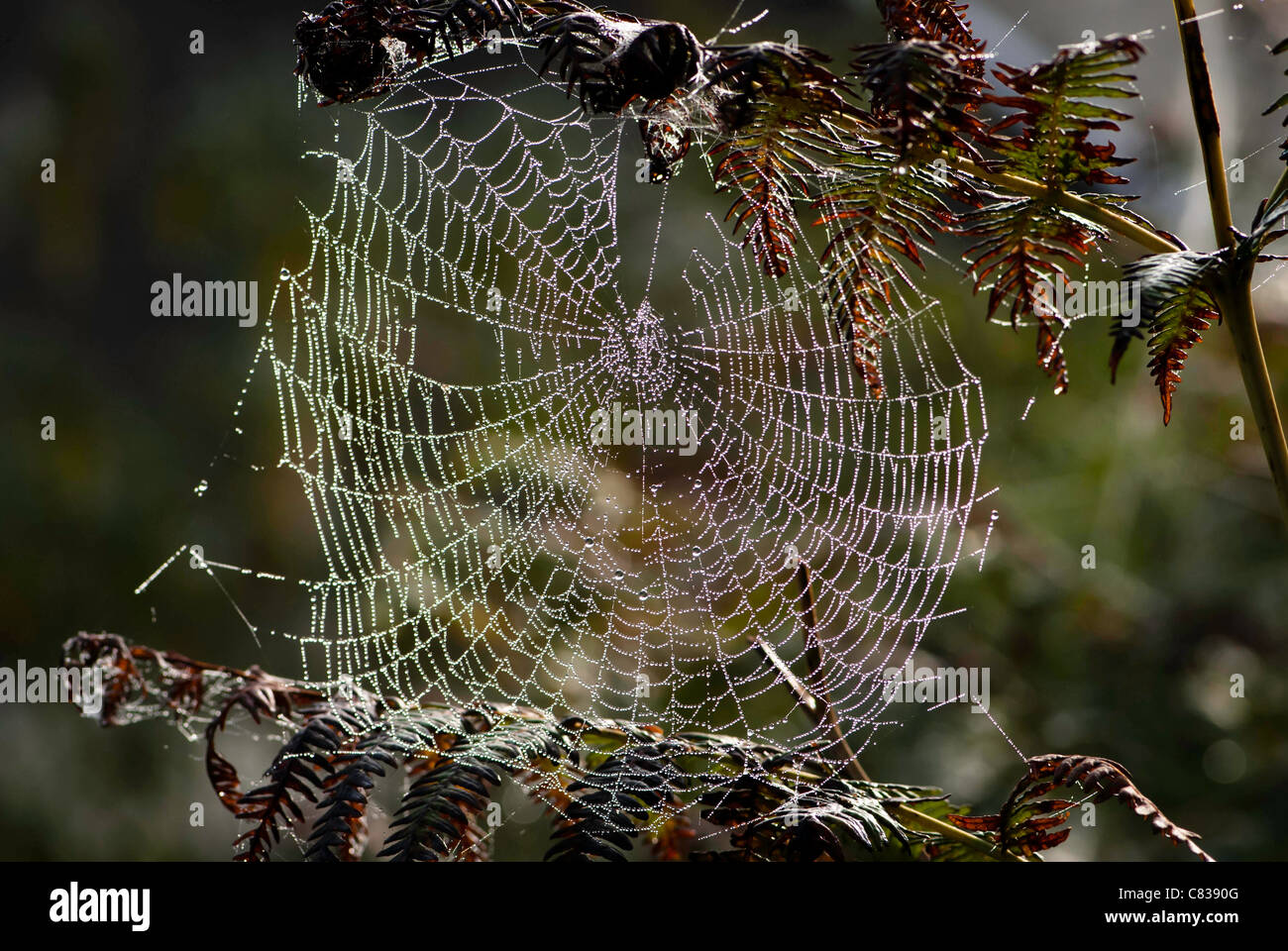 Spinnen-Netz mit Tau auf Bracken. Stockfoto