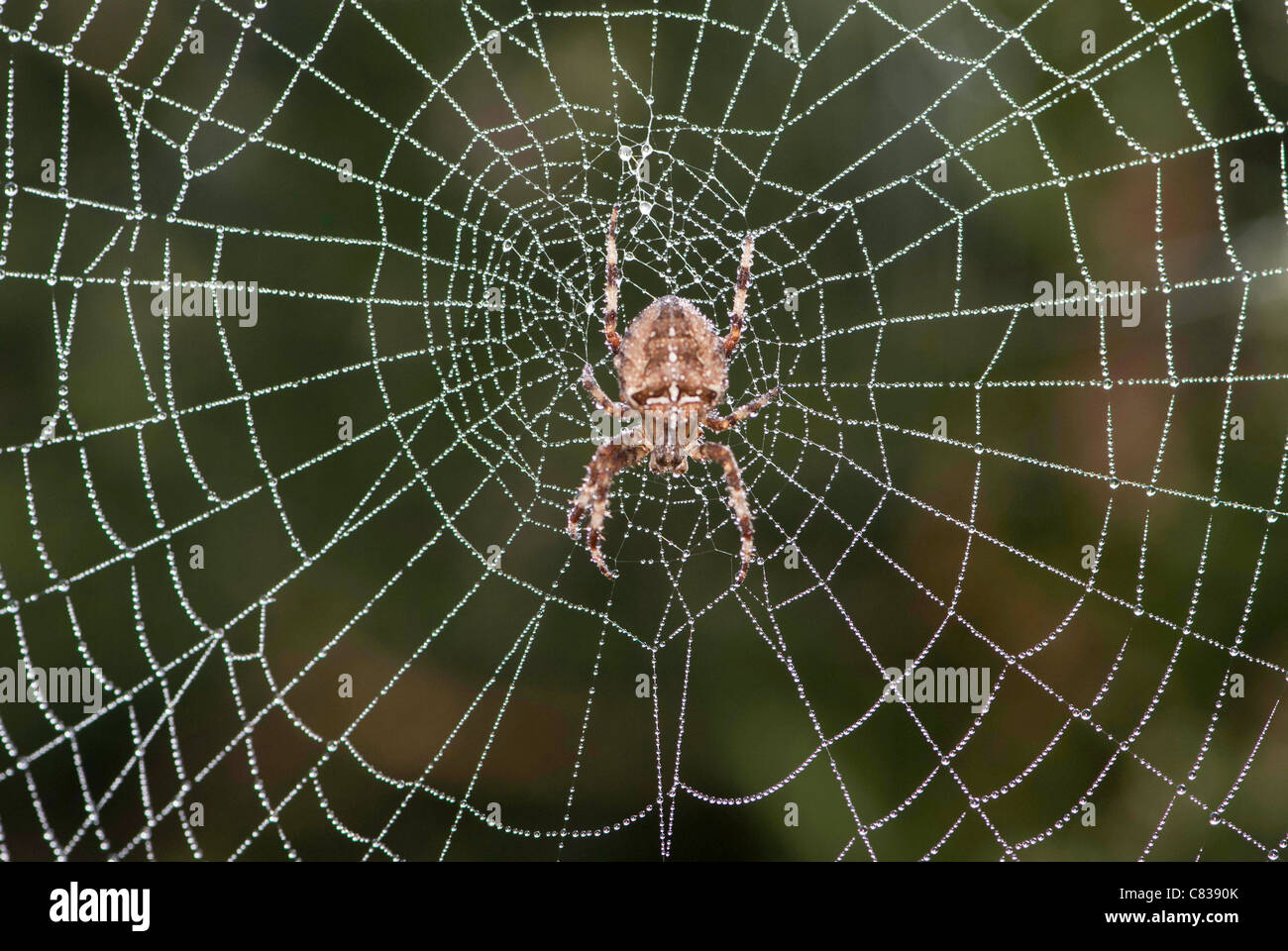 Nahaufnahme der Kreuzspinne [Araneus Diadematus] im Zentrum der Spinnen-Netz mit Tau. Stockfoto