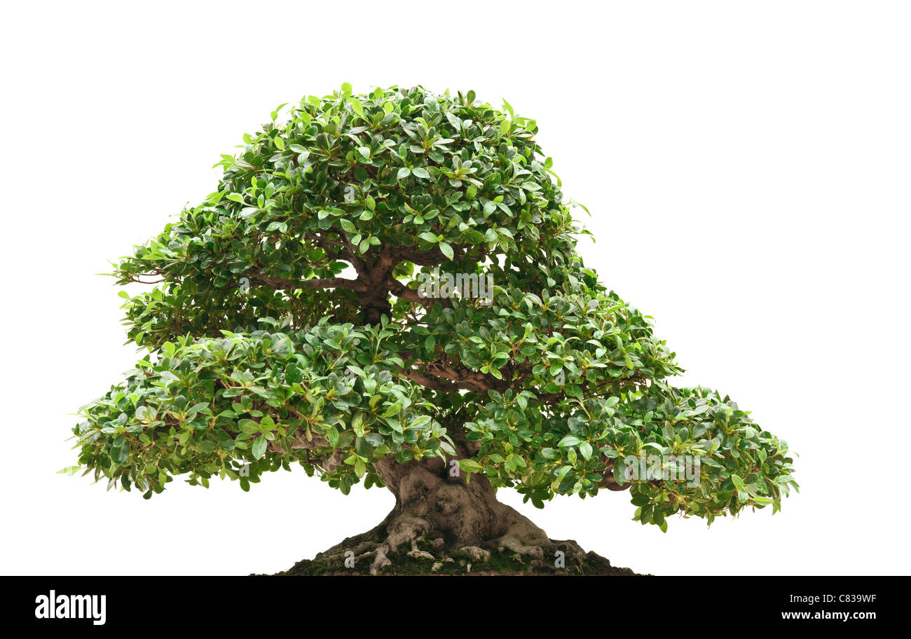 schöne Ficus Bonsai isoliert auf weißem Hintergrund Stockfoto