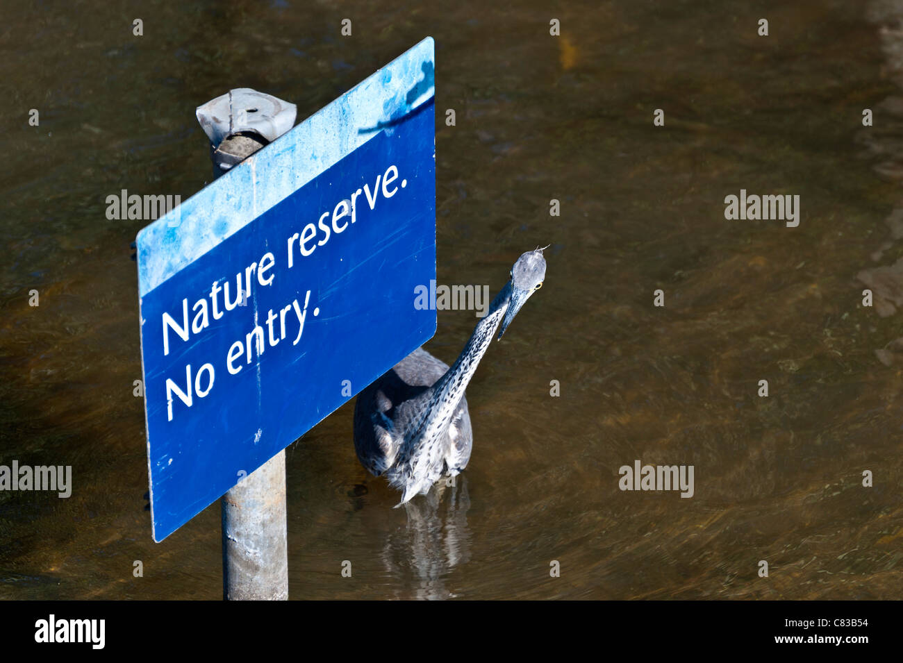 ein Graureiher am Fluss Avon in Stratford-upon-Avon Stockfoto ein Graureiher am Fluss Avon in Stratford-upon-Avon Stockfoto