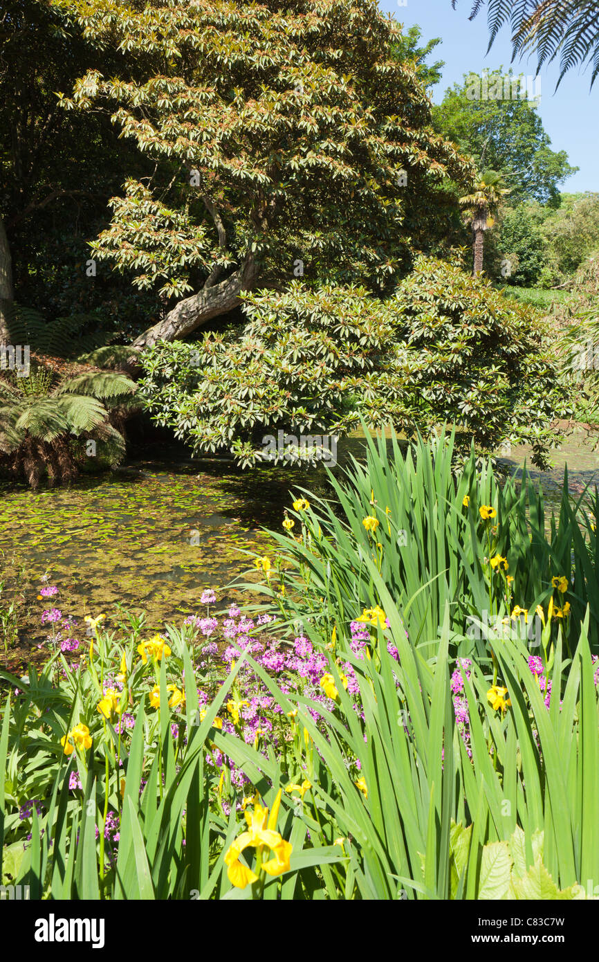 Der Dschungel an die verlorenen Gärten von Heligan, Pentewan, Austell, Cornwall Stockfoto