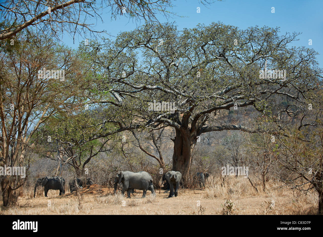 Afrikanischer Bush Elefant oder afrikanischen Savanne Elefanten (Loxodonta Africana) unter Feigenbaum, Vwaza Marsh Game Reserve, Malawi, Afrika Stockfoto