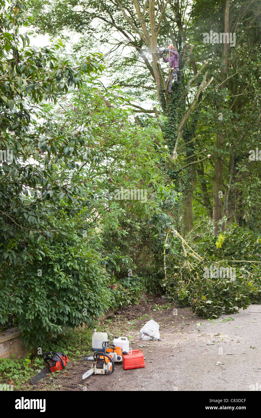 Ein Baumpfleger, Fällen von Bäumen im Irthington, Cumbria Stockfoto