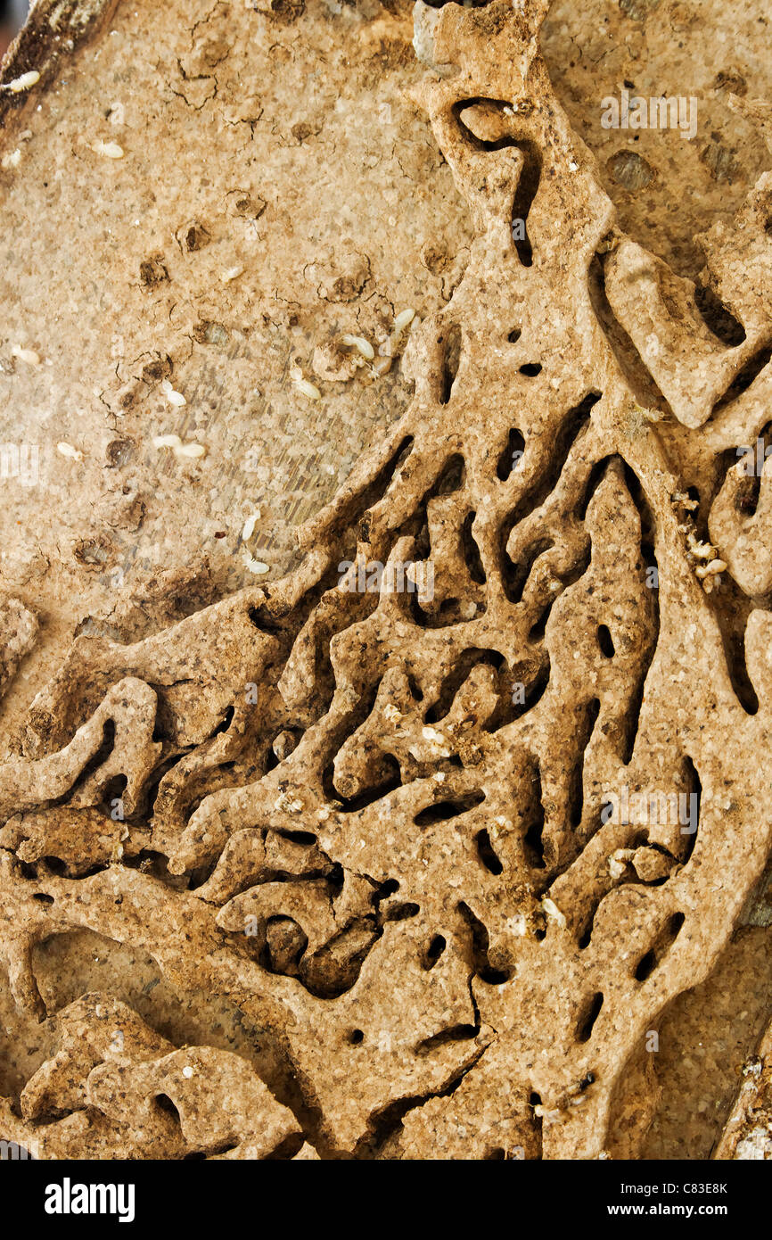 Porträt von Holz Mann aus Faserplatten von Termiten Kopie Raum und Ernte Margen Textur Hintergrund horizontale angegriffen Stockfoto