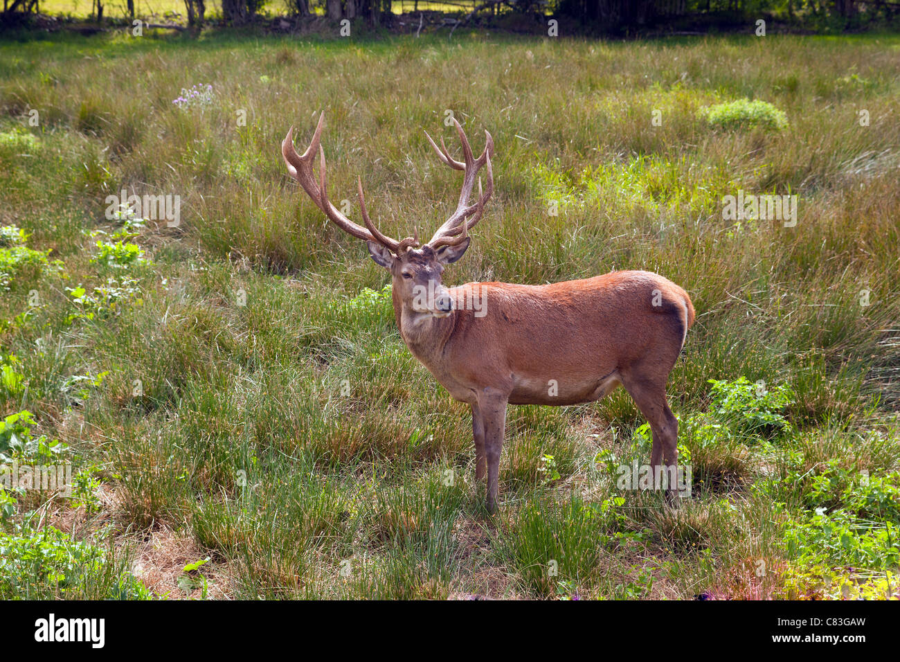 Rothirsch (Cervus Elaphus Scoticus) erwachsenen Hirsch in Parklandschaft im New Forest, Hampshire Stockfoto