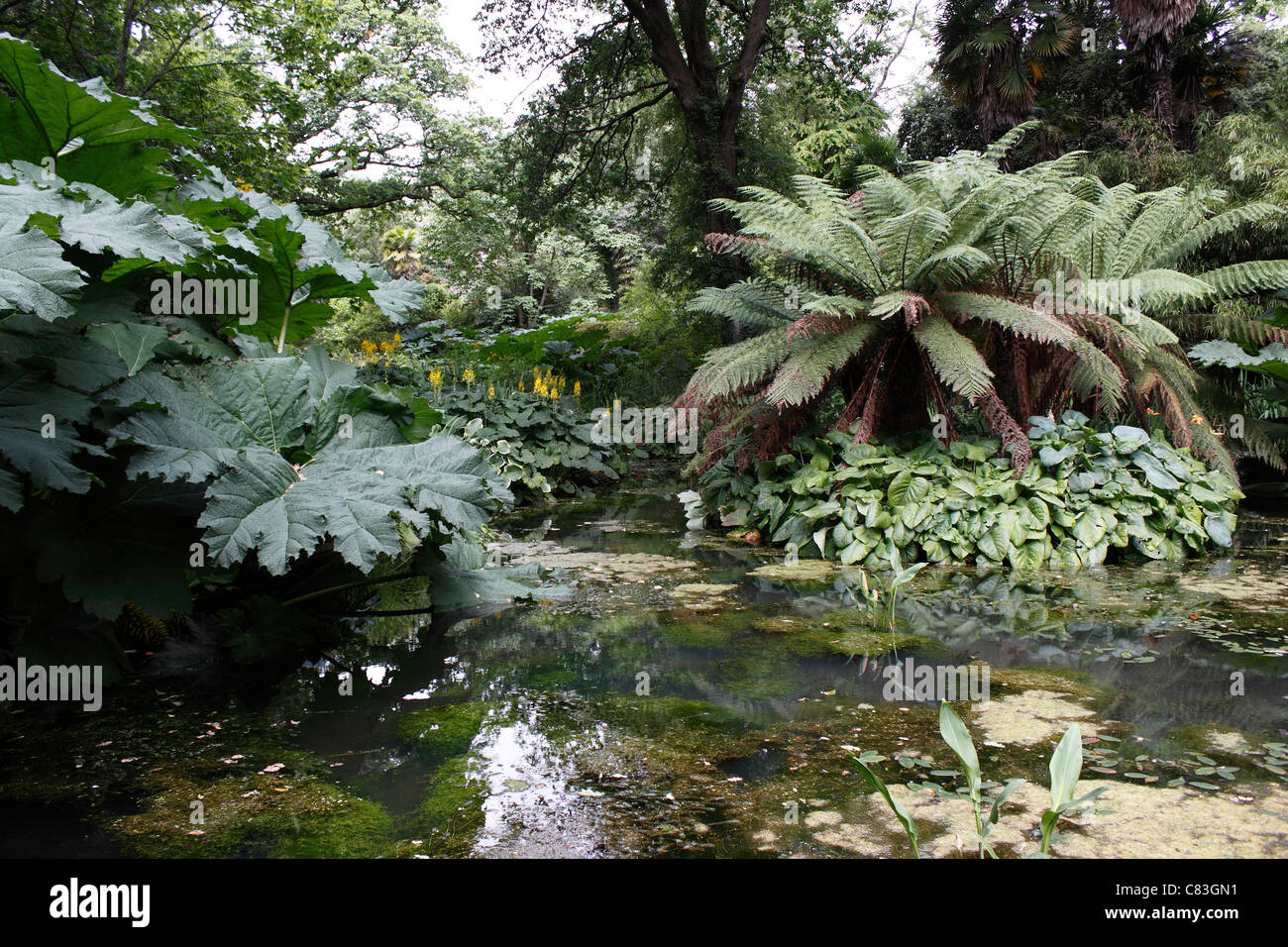 DSCHUNGEL-TEICH. Stockfoto