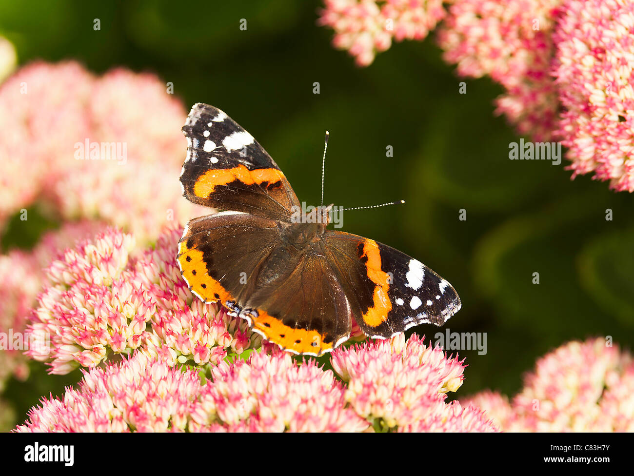 Roter Admiral Schmetterling Aalen in der Sonne auf einem Sedum Strauch rosa Blume Cluster Herbst Freude in Corbridge Garten Northumberland Stockfoto