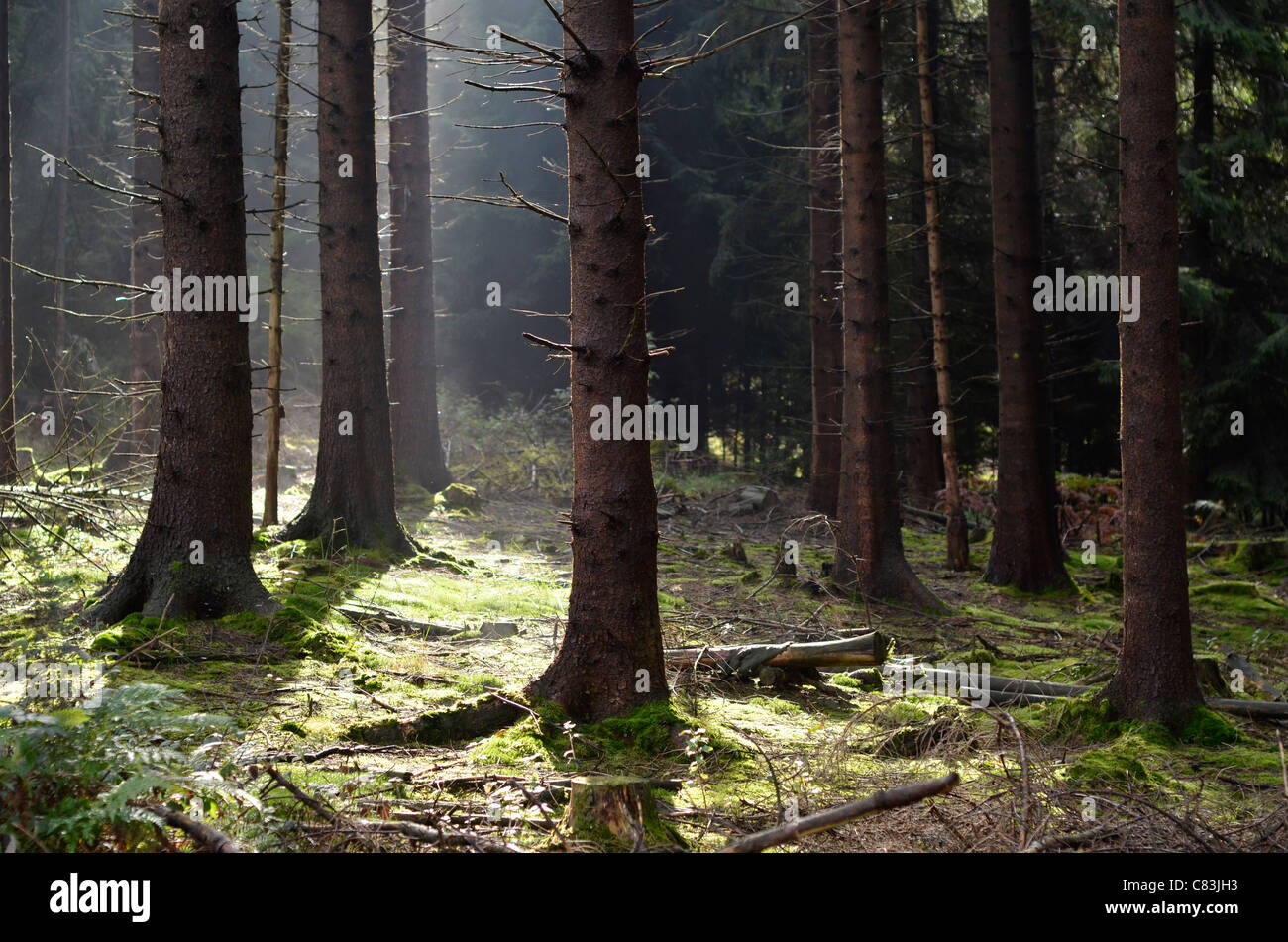 Atmosphärische Holz mit Nadelbäumen, gemeinsame Fichte, diffuse Strahlen von Licht und Nebel, North Rhine-Westphalia, Germany Stockfoto