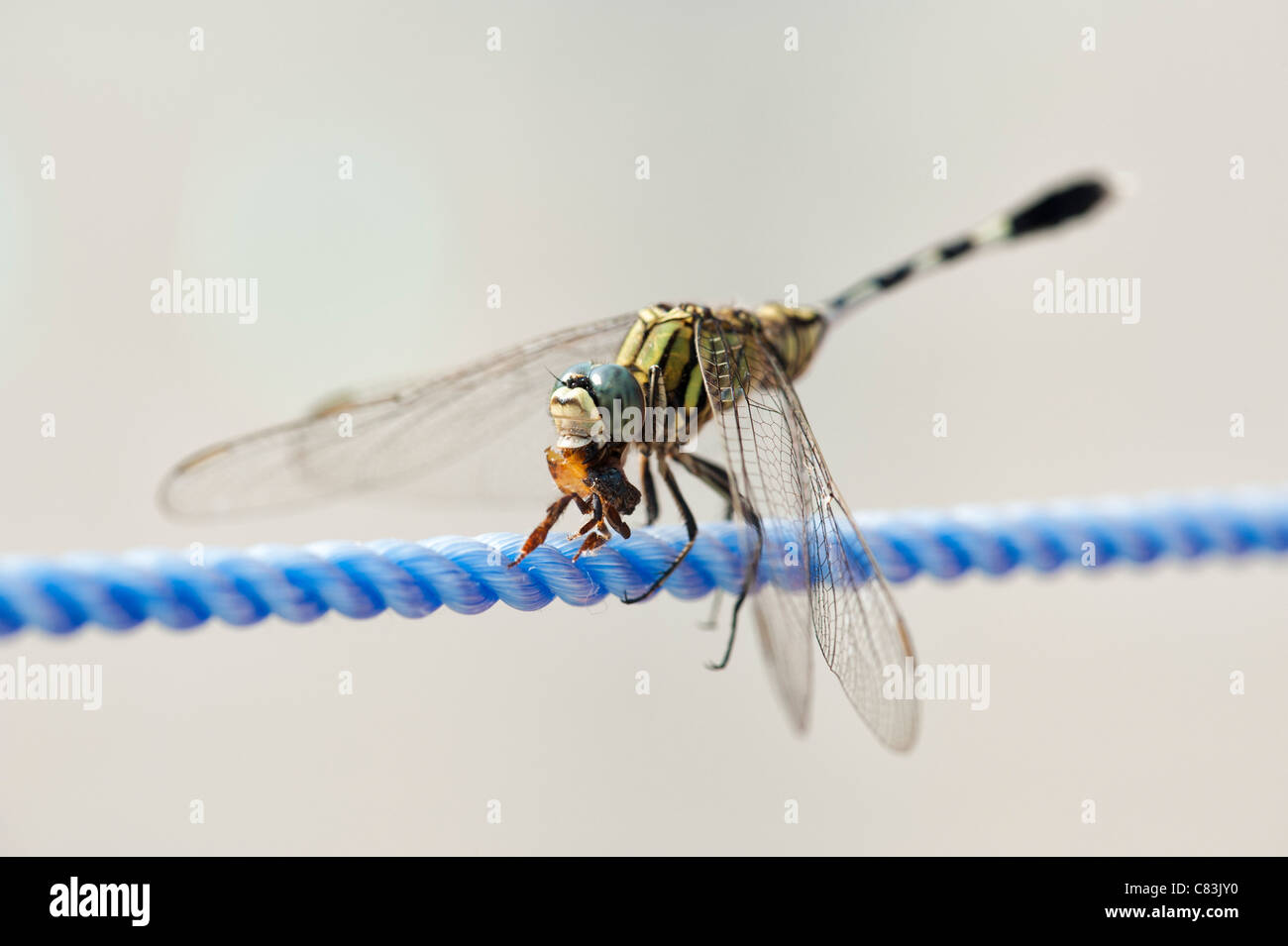 Libelle Essen ein Insekt auf Nylon Wäscheleine Stockfoto