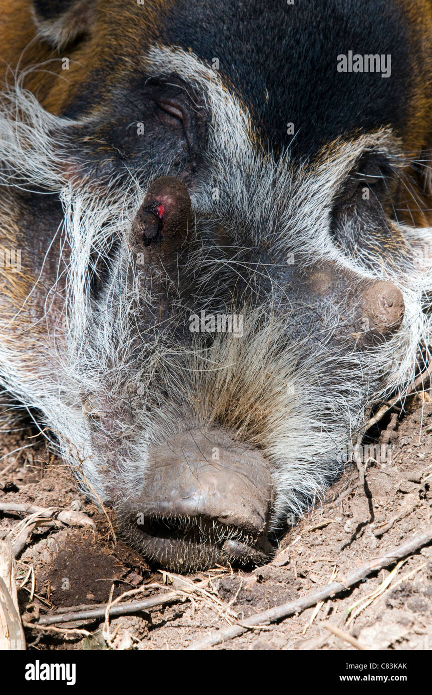 Ein Schlafsack Red River Hog - (Potamochoerus Porcus) Stockfoto
