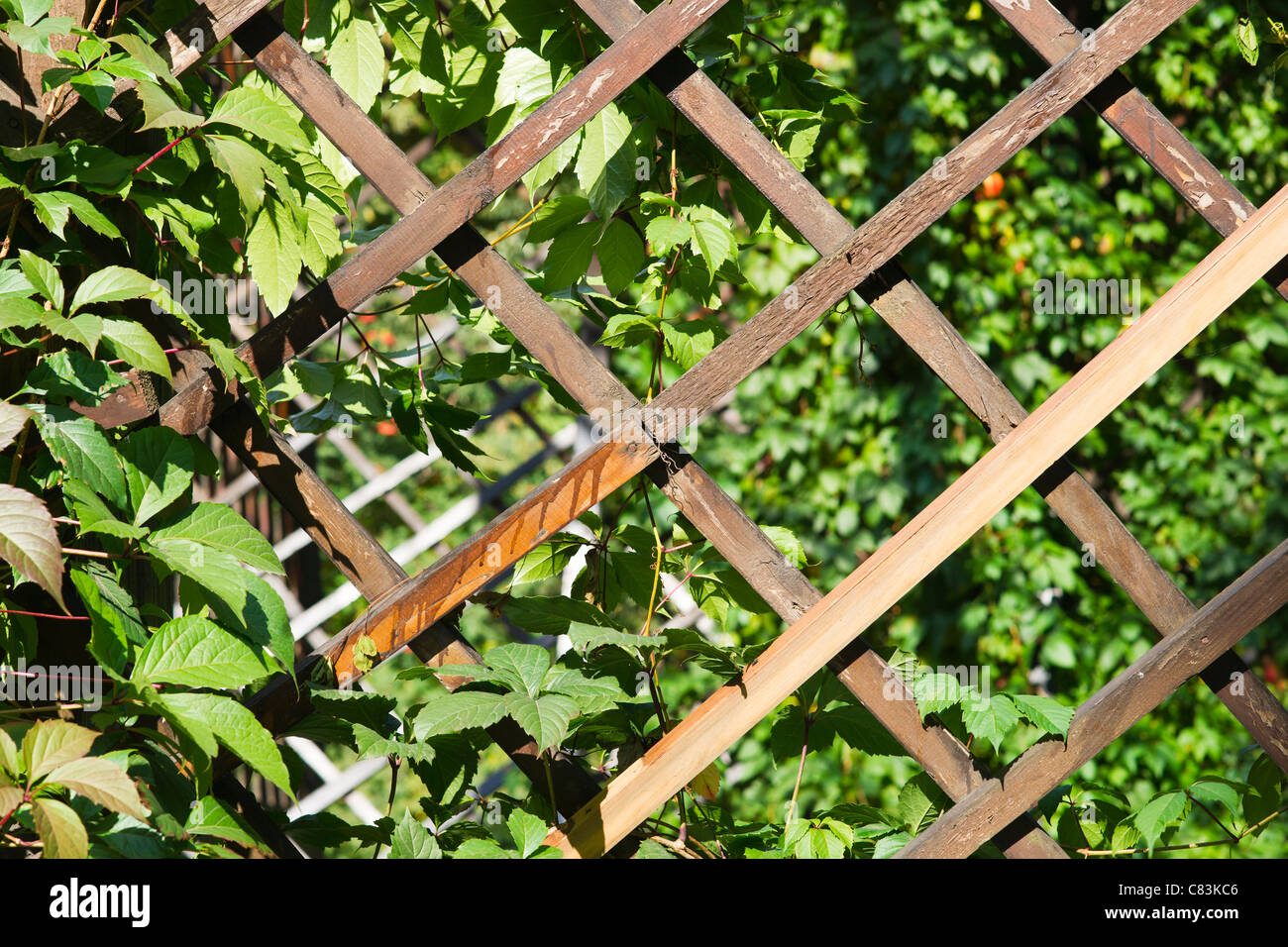 Nahaufnahme eines Garten Gitters. Holzbohlen und grüne Blätter offen für Sonnenschein Stockfoto