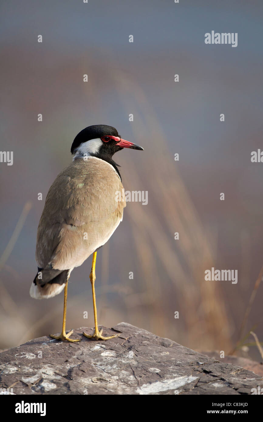 Rot-Flecht-Kiebitz - stehend / Vanellus Indicus Stockfoto