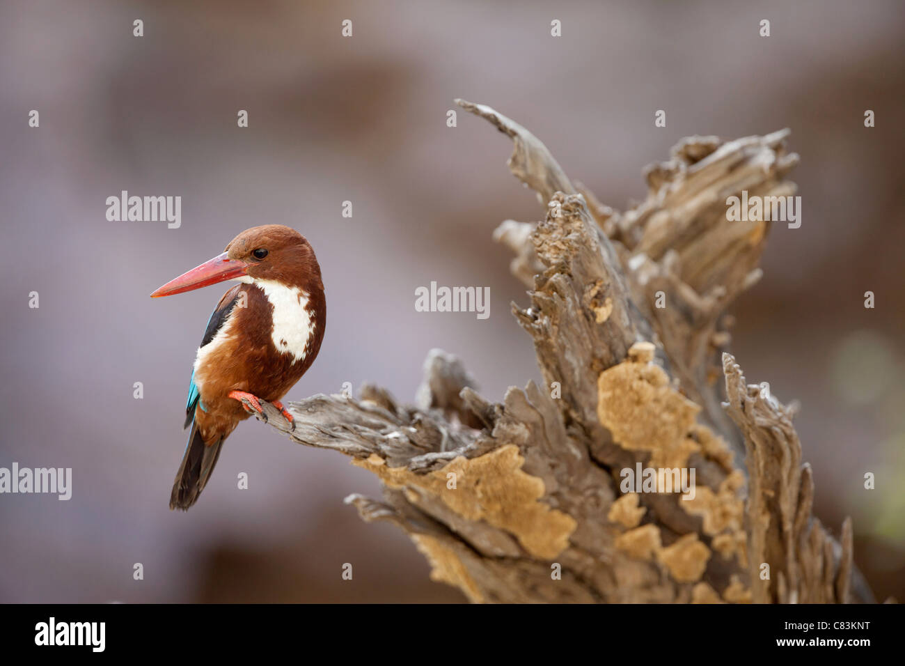 Weiße-throated Kingfisher / Halcyon Smyrnensis Stockfoto