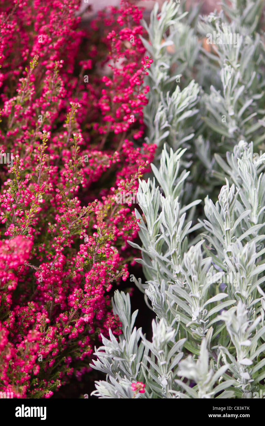 Blumen in einem Stall in Borough Market. Stockfoto