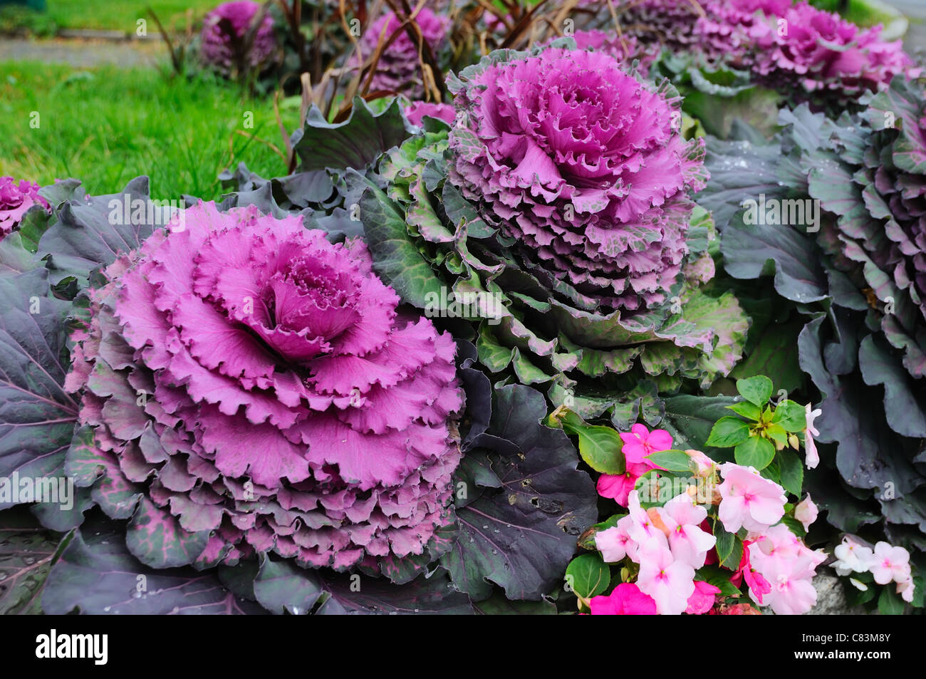 Eine Blume Grun Und Lila Kohl Den Garten Zu Verzieren Stockfotografie Alamy
