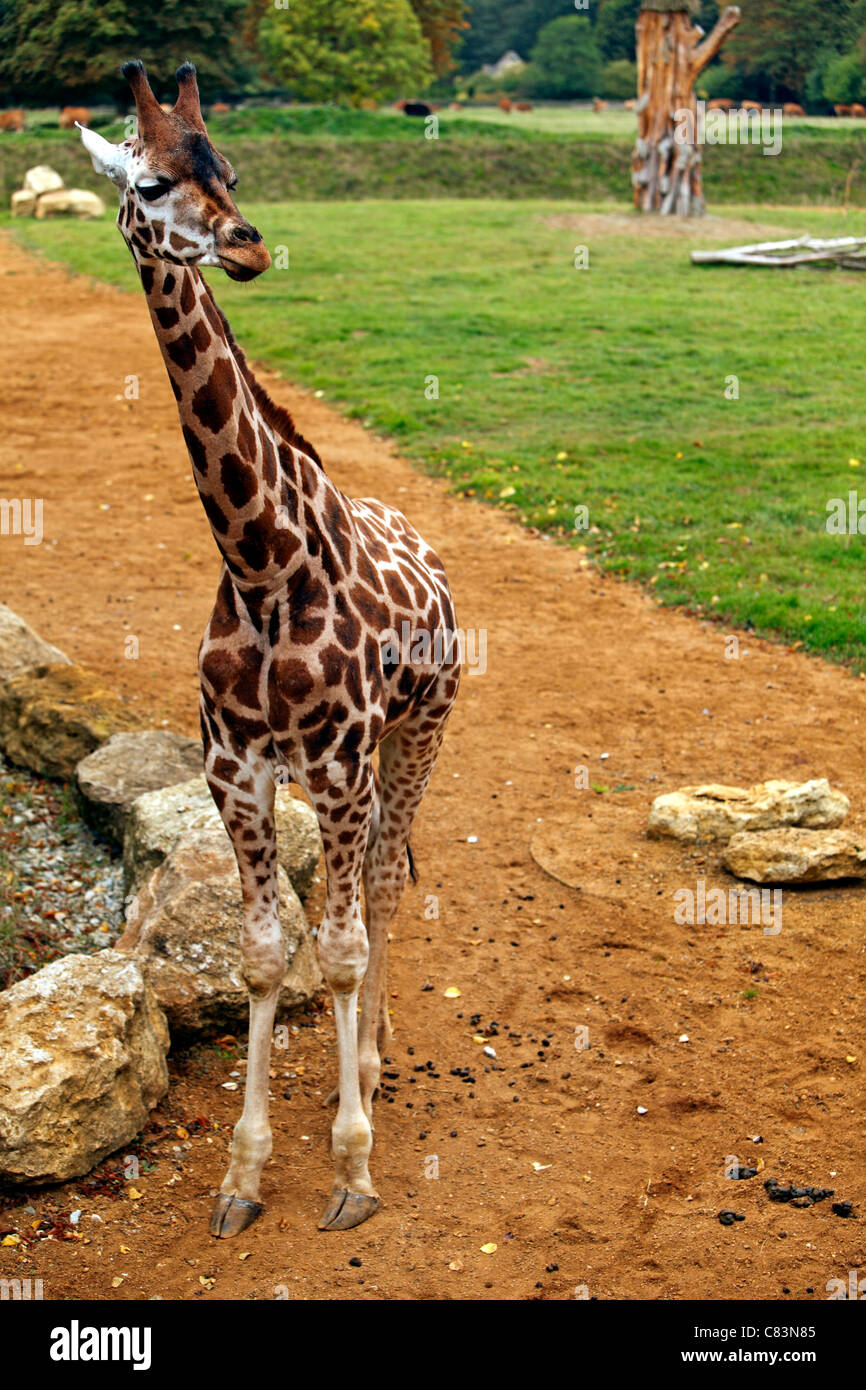 Nahaufnahme von einem Giraffen Kopf zeigen Details und Tarnung Stockfoto