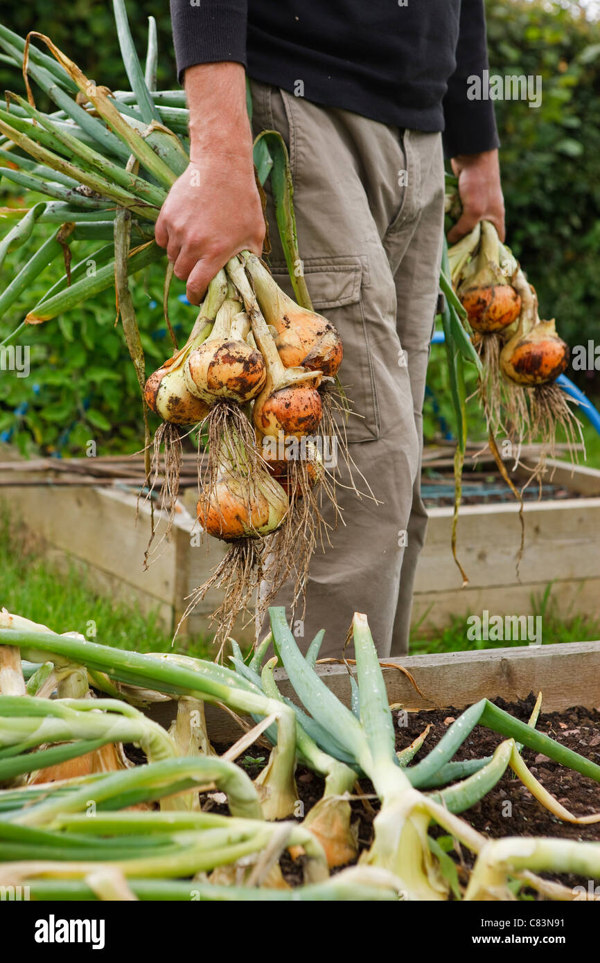 Die Ernte selbst angebauten Hauptkultur Zwiebeln im Garten