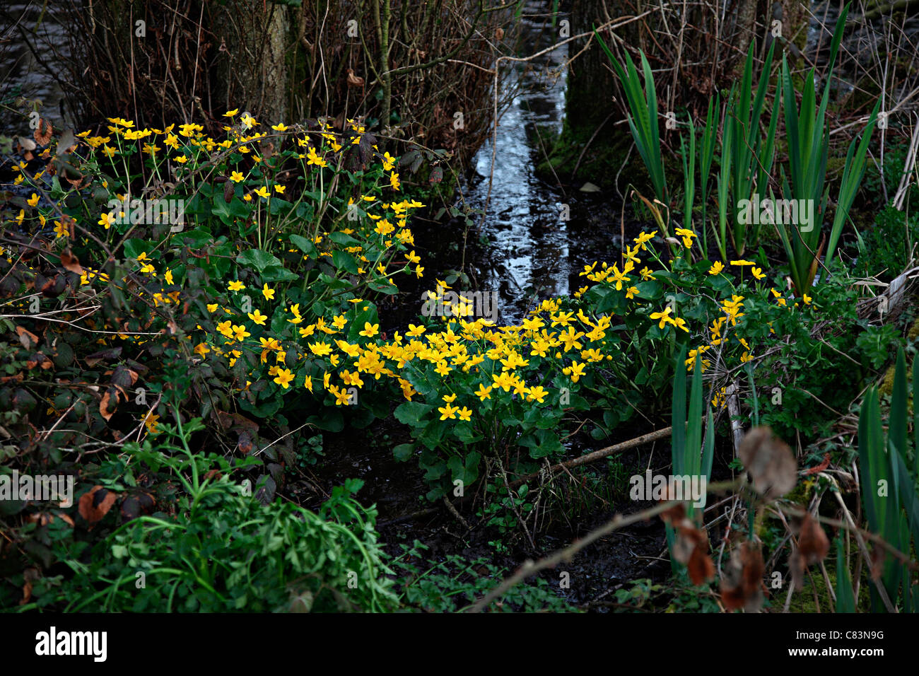 Caltha Palustris - Marsh Marigold oder König Tassen im Rewe Mead Stockfoto