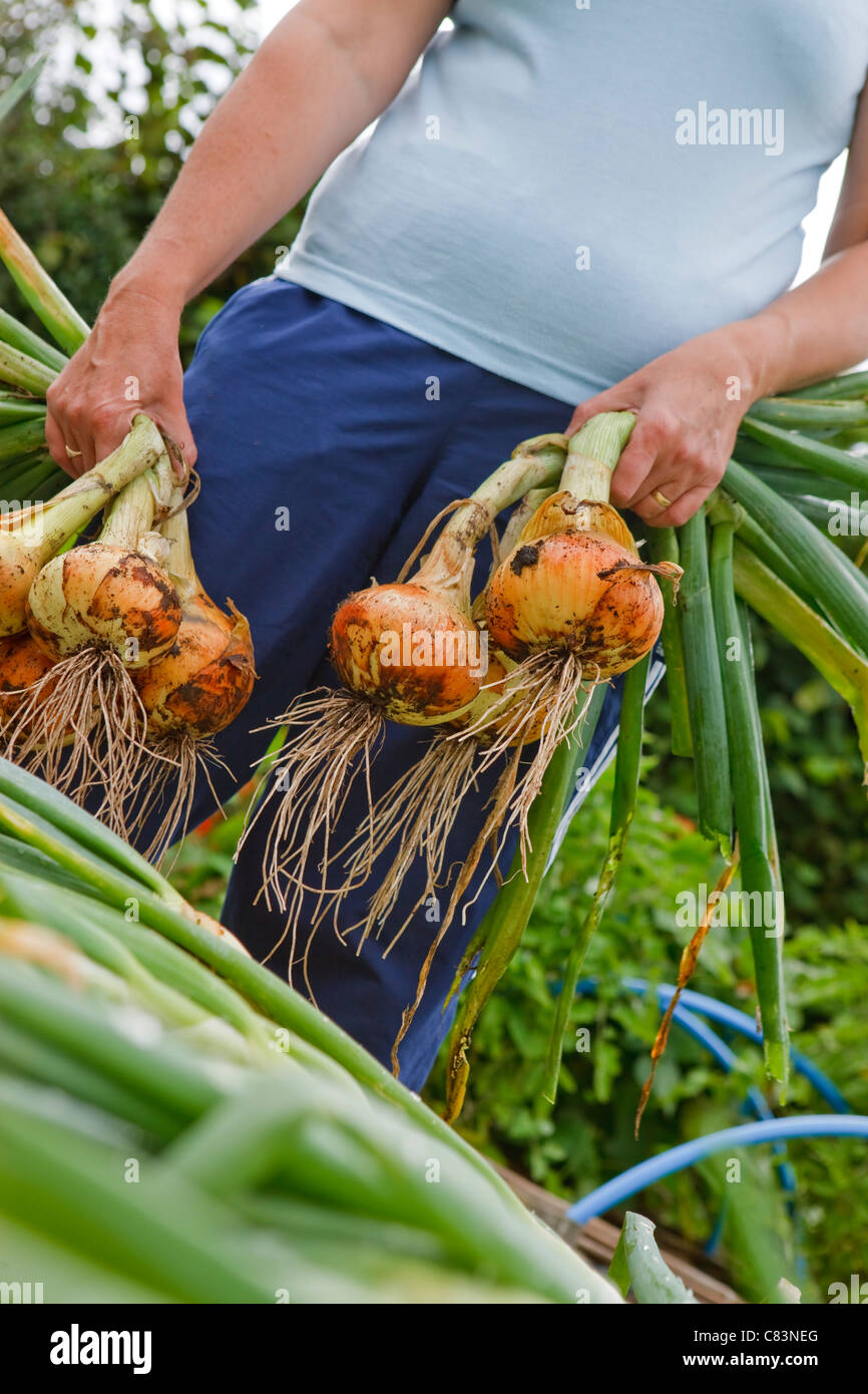 Die Ernte selbst angebauten Hauptkultur Zwiebeln im Garten