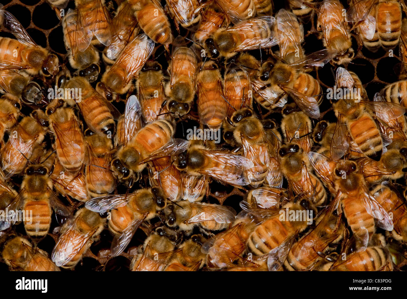 Eine Kolonie von Honigbienen. Stockfoto