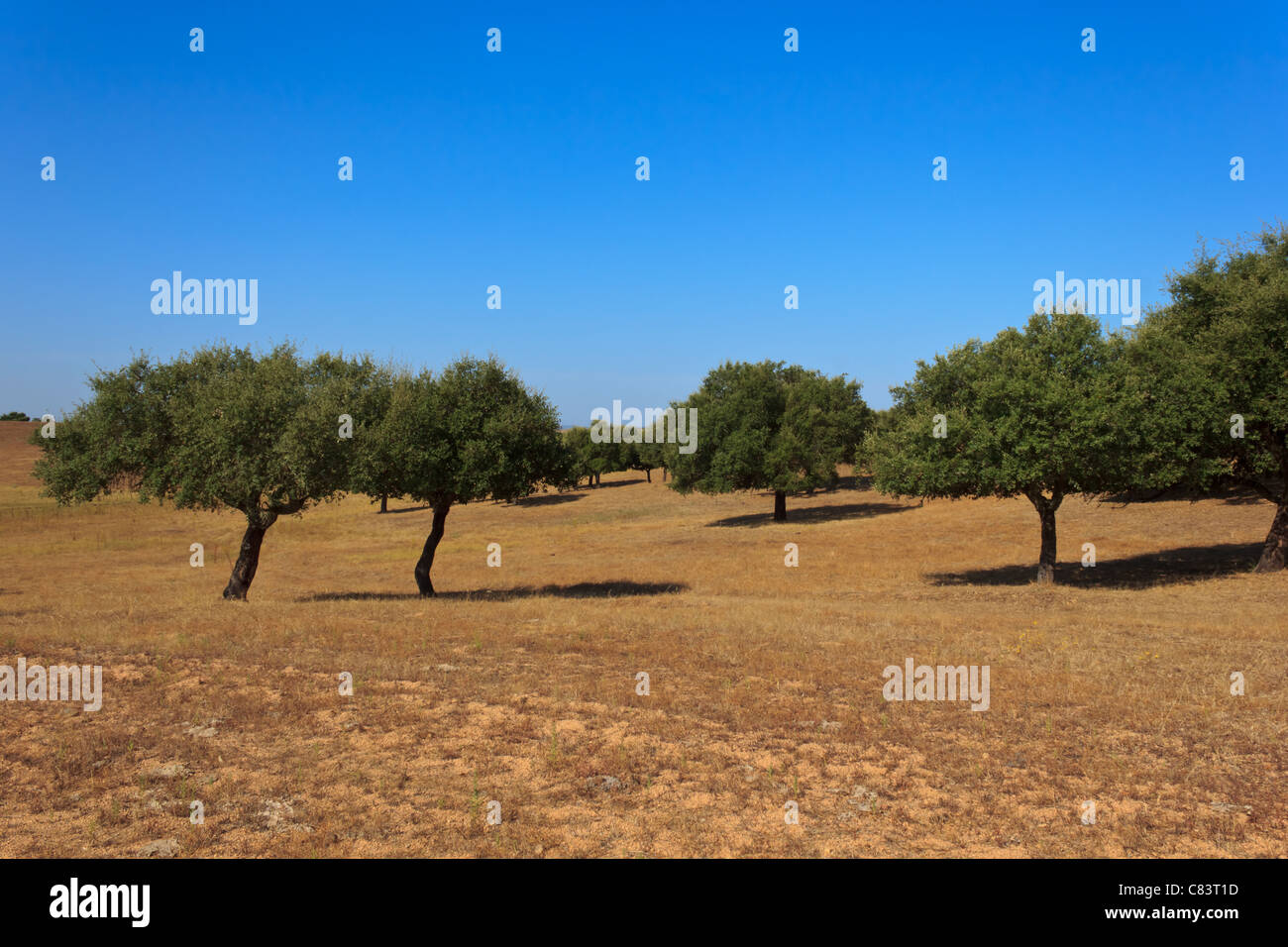 Olivenbäume im Alentejo - Portugal Stockfoto