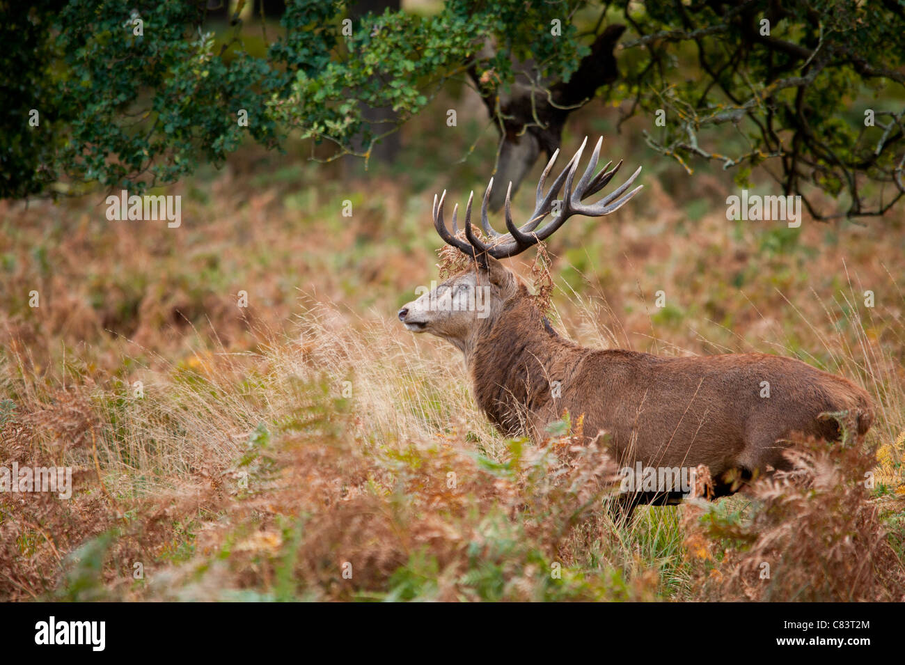 Rotwild während der Paarungszeit, Richmond Park, Surrey, Großbritannien Stockfoto