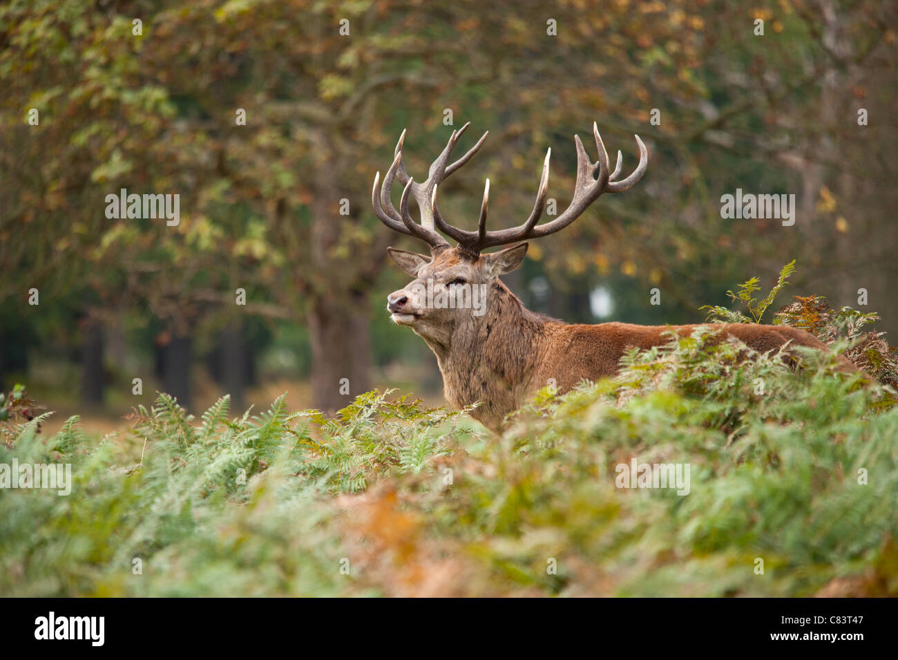 Rotwild während der Paarungszeit, Richmond Park, Surrey, Großbritannien Stockfoto
