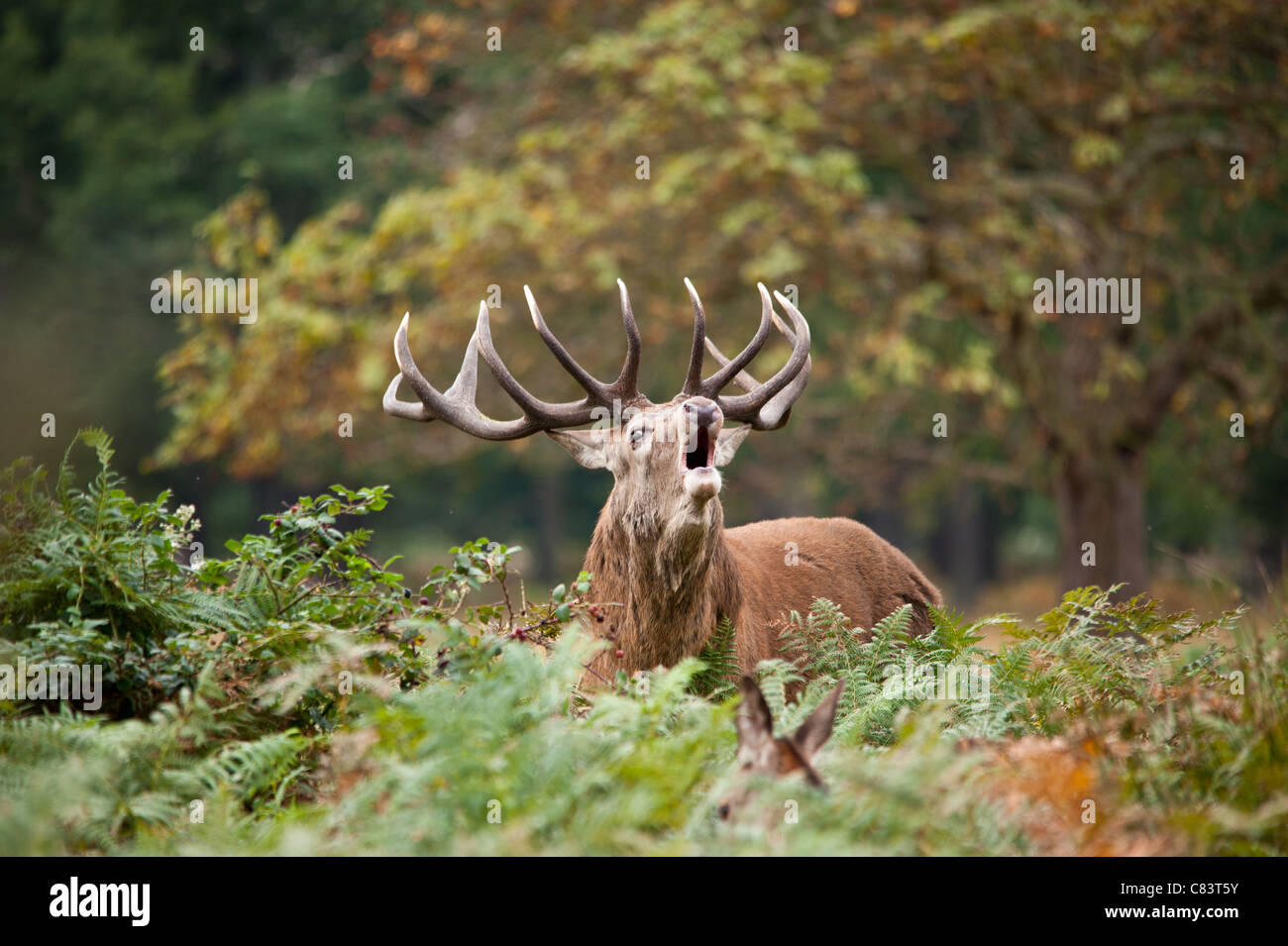 Rotwild während der Paarungszeit, Richmond Park, Surrey, Großbritannien Stockfoto