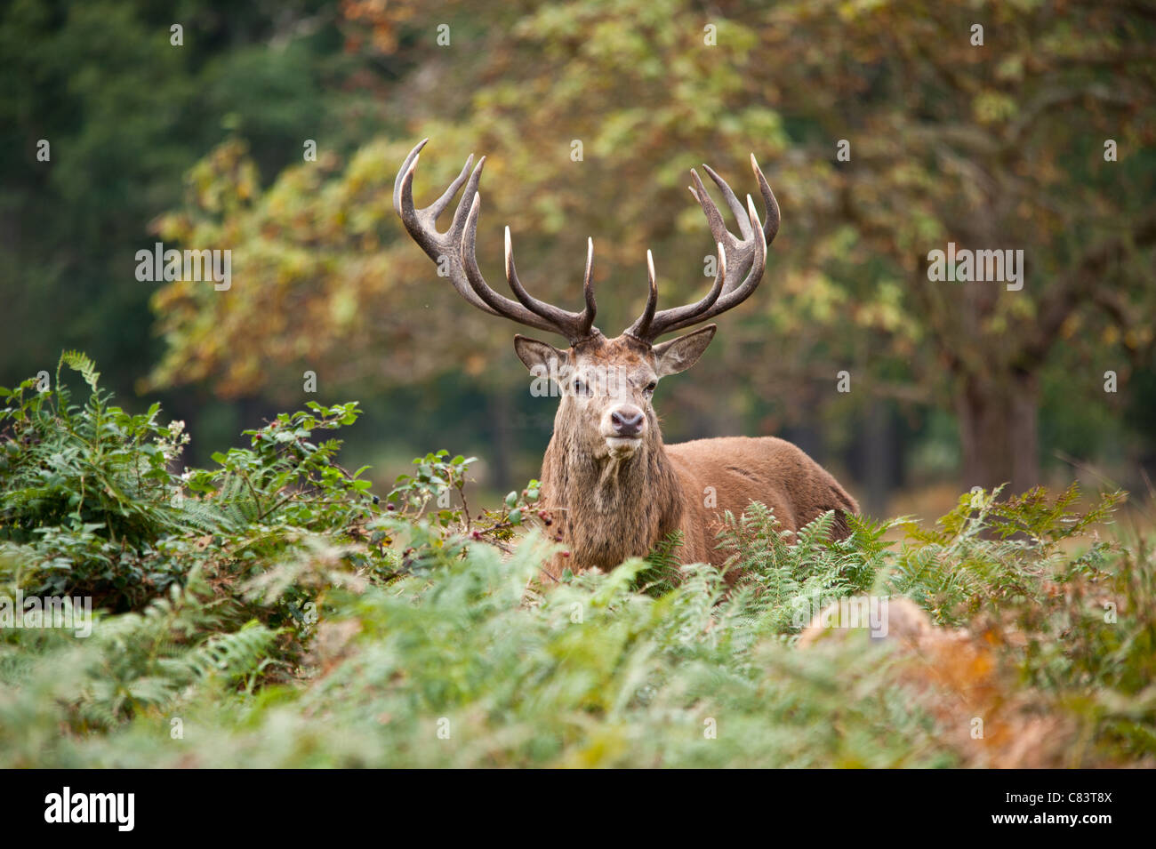 Rotwild während der Paarungszeit, Richmond Park, Surrey, Großbritannien Stockfoto