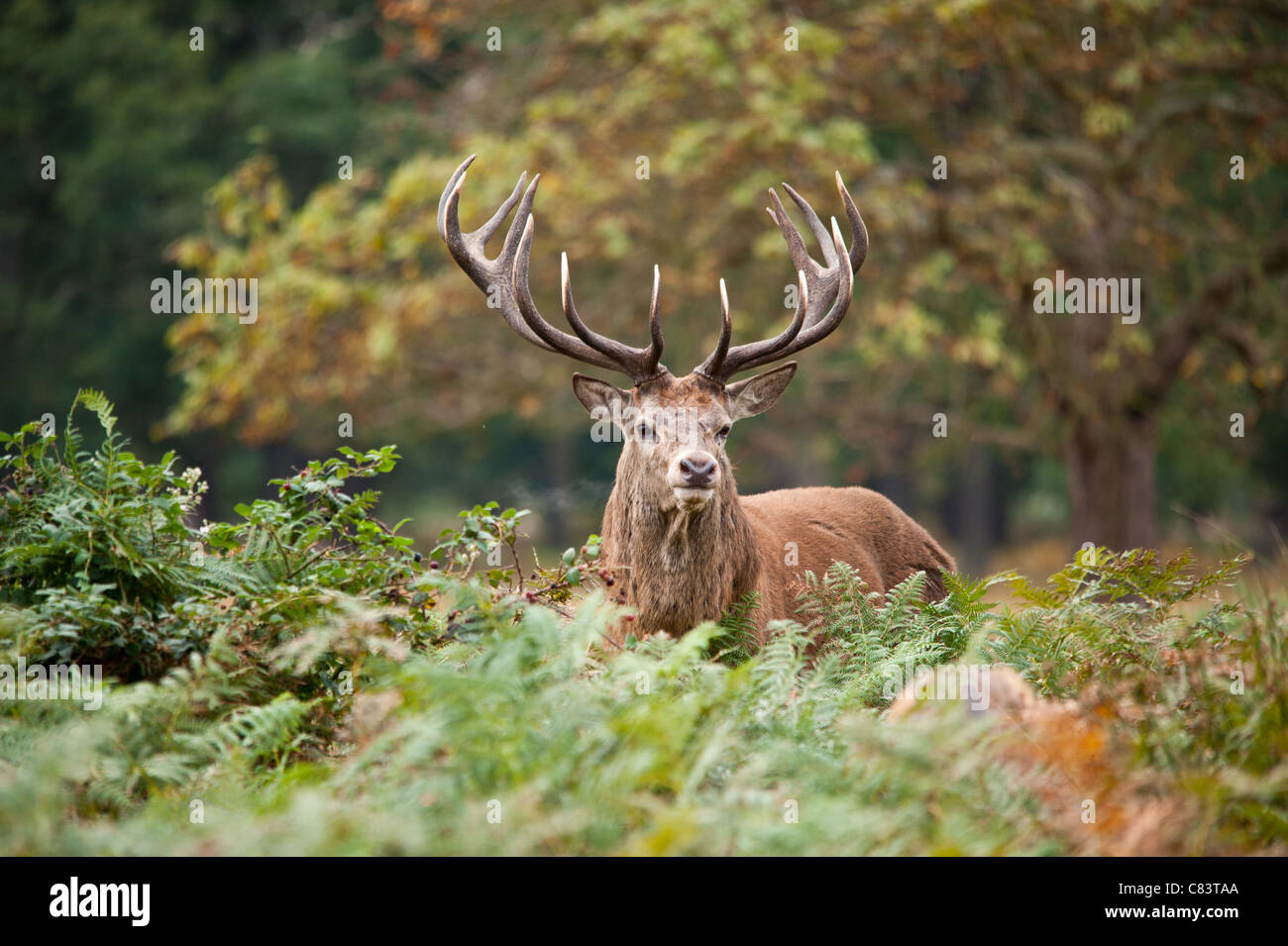 Rotwild während der Paarungszeit, Richmond Park, Surrey, Großbritannien Stockfoto