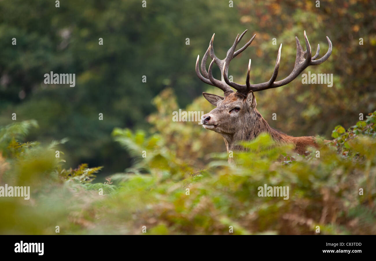 Rotwild während der Paarungszeit, Richmond Park, Surrey, Großbritannien Stockfoto