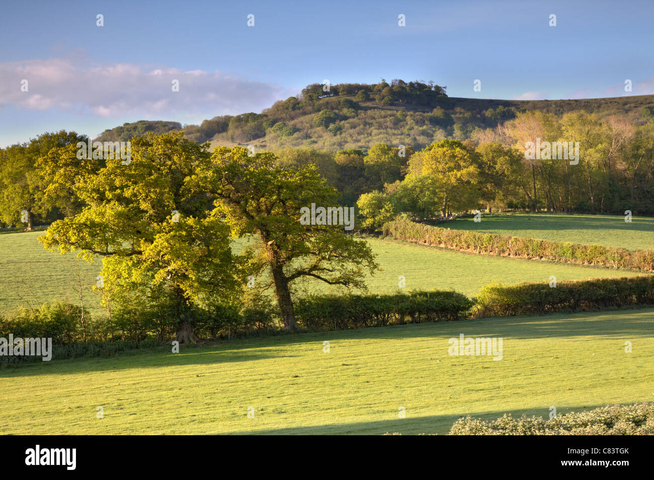Blick auf Chanctonbury Ring, West Sussex Stockfoto