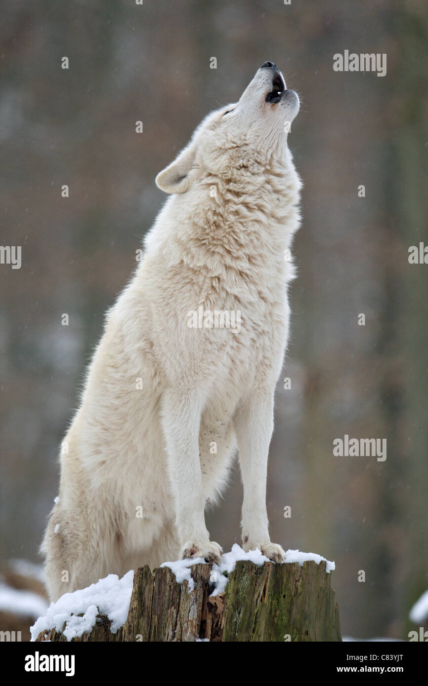 Arctic Wolf (Canis lupus arctos) im Wald. Heulen/Canis lupus Arctos Stockfoto