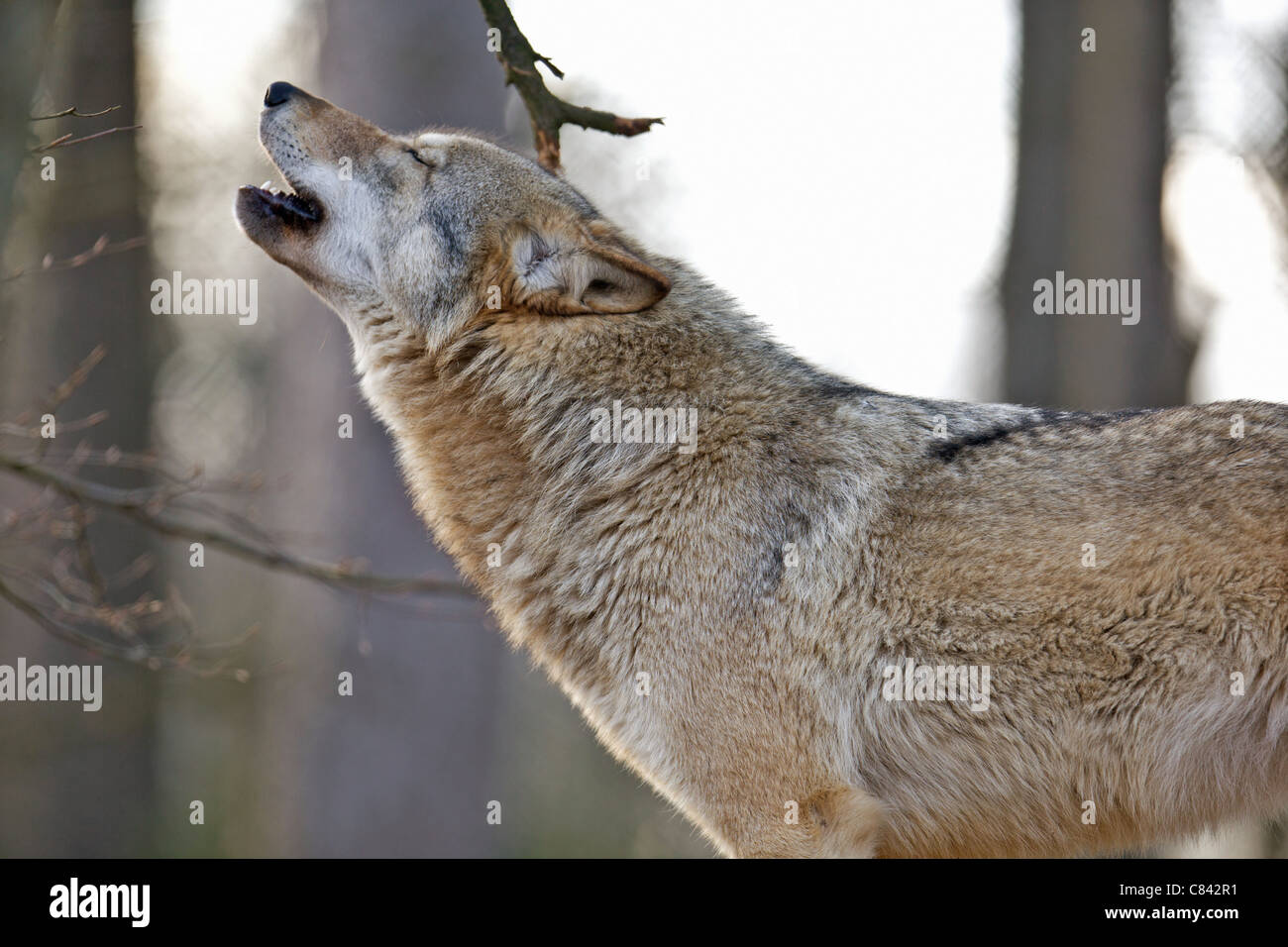 grauer Wolf - heulen / Canis Lupus Stockfoto