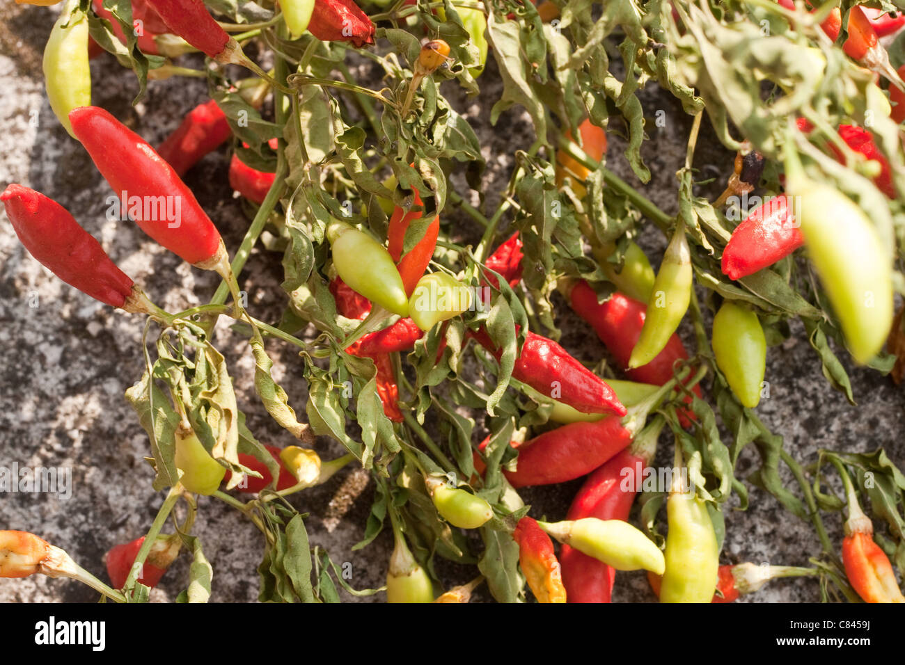 Kleine heiße Paprika Stockfoto