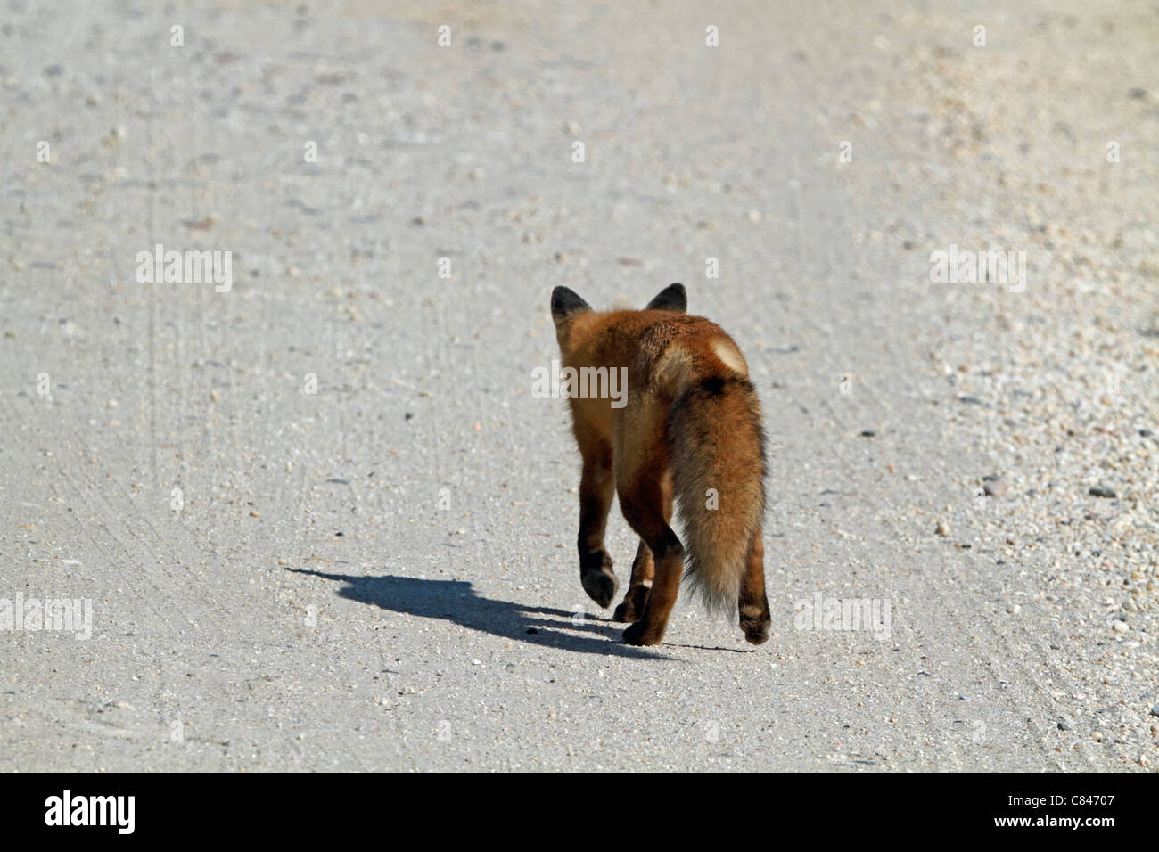 Eine Rotfuchs, Vulpes Vulpes, zu Fuß entfernt, auf einem sandigen Schotterpiste. Edwin B. Forsythe National Wildlife Refuge, Oceanville, NJ, USA Stockfoto