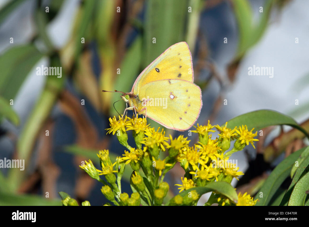 Eine Orange Schwefel Schmetterling, Colias Eurytheme, mit Flügeln am Meer Goldrute Solidago Sempervirens Fütterung. NEW JERSEY, USA Stockfoto
