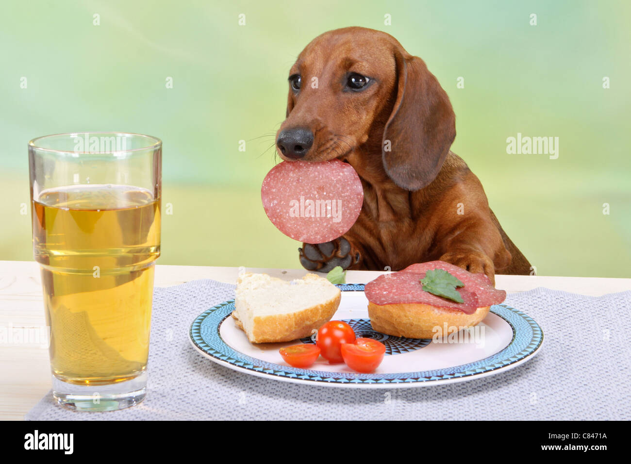 schlechte Gewohnheit - Kurzhaar-Dackel Hund Wurst vom Tisch zu stehlen Stockfoto