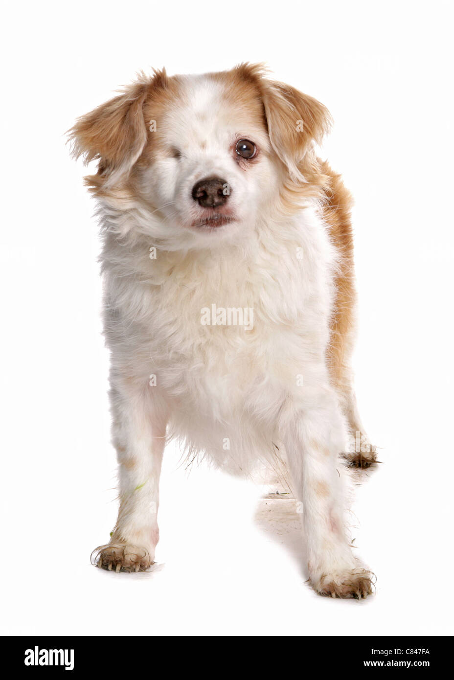 Verletzte Mischhunde mit nur einem Auge Stockfoto