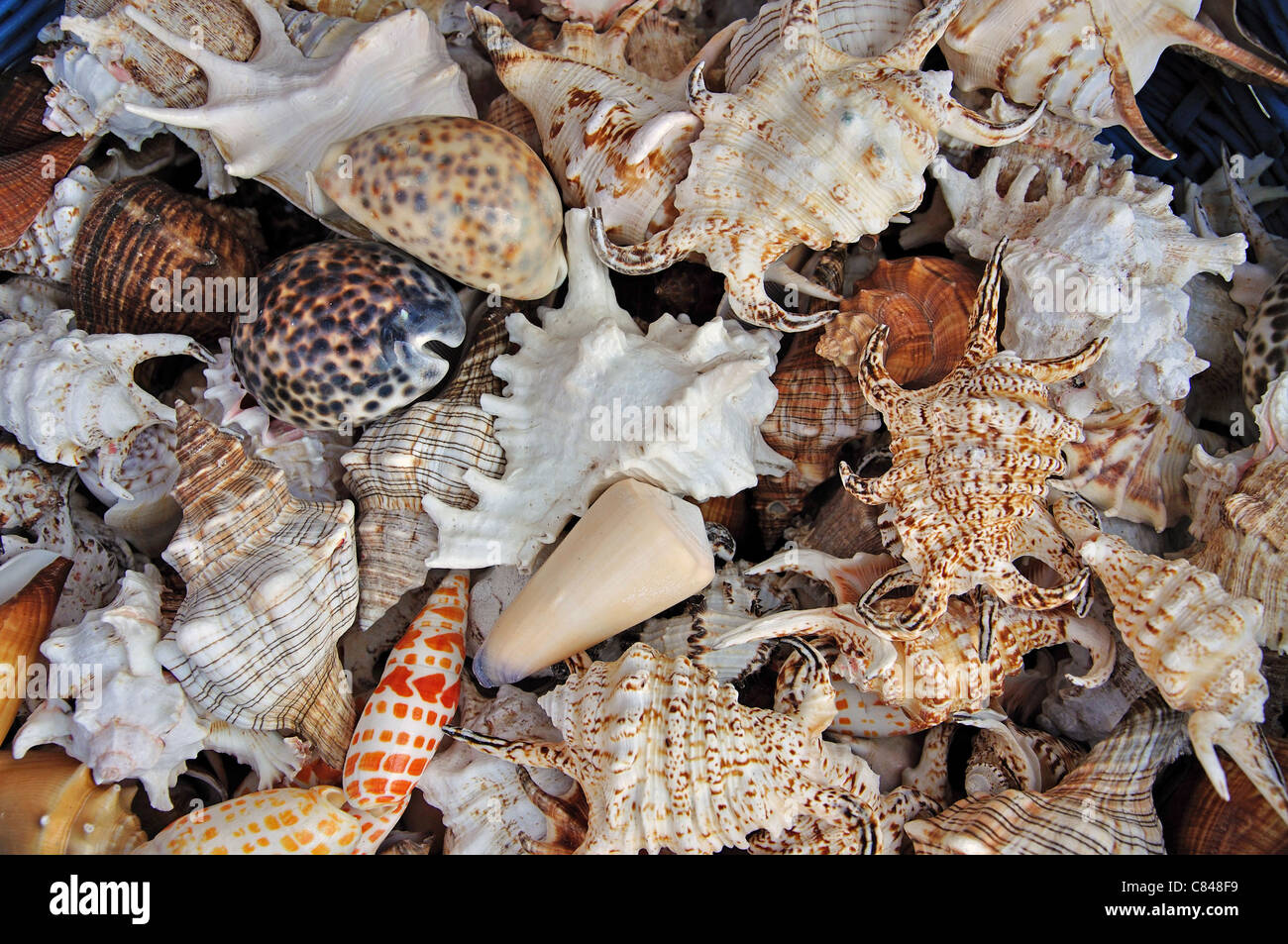 Auswahl von Muscheln außerhalb Shop, Old Town, Peníscola, Costa del Azahar, Provinz Castellón, Valencia, Spanien Stockfoto