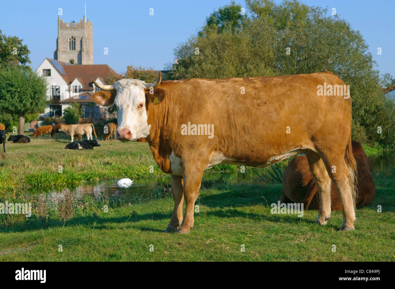 Milchkuh Sudbury Suffolk UK Stockfoto