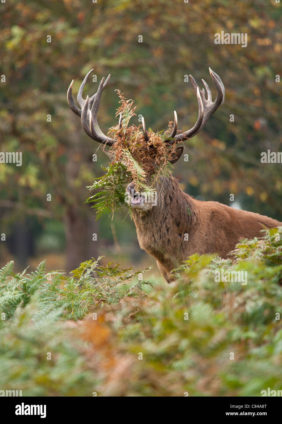 Rotwild während der Paarungszeit, Richmond Park, Surrey, Großbritannien Stockfoto