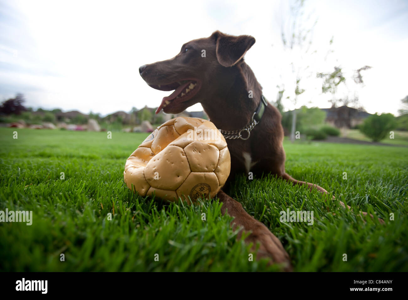 Glücklicher Hund sitzen im Rasen mit durchlöcherten Fußball Stockfoto