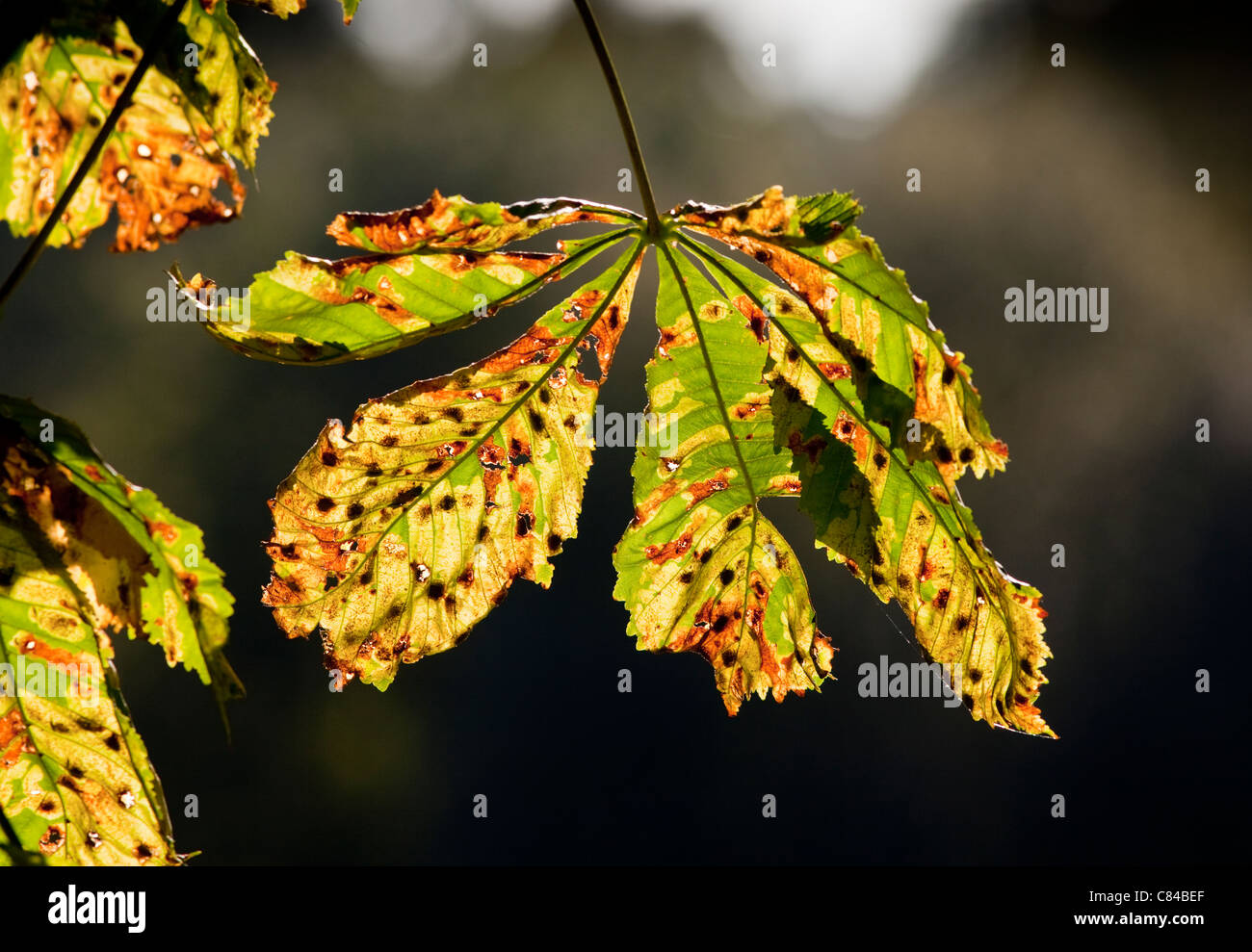 Eine Rosskastanie Blatt im Herbst Stockfoto