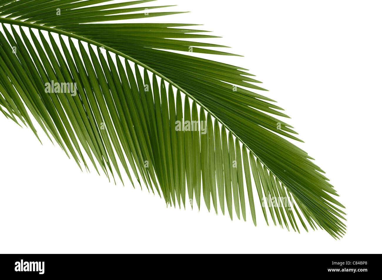 Blätter der Palme isoliert auf weißem Hintergrund Stockfoto