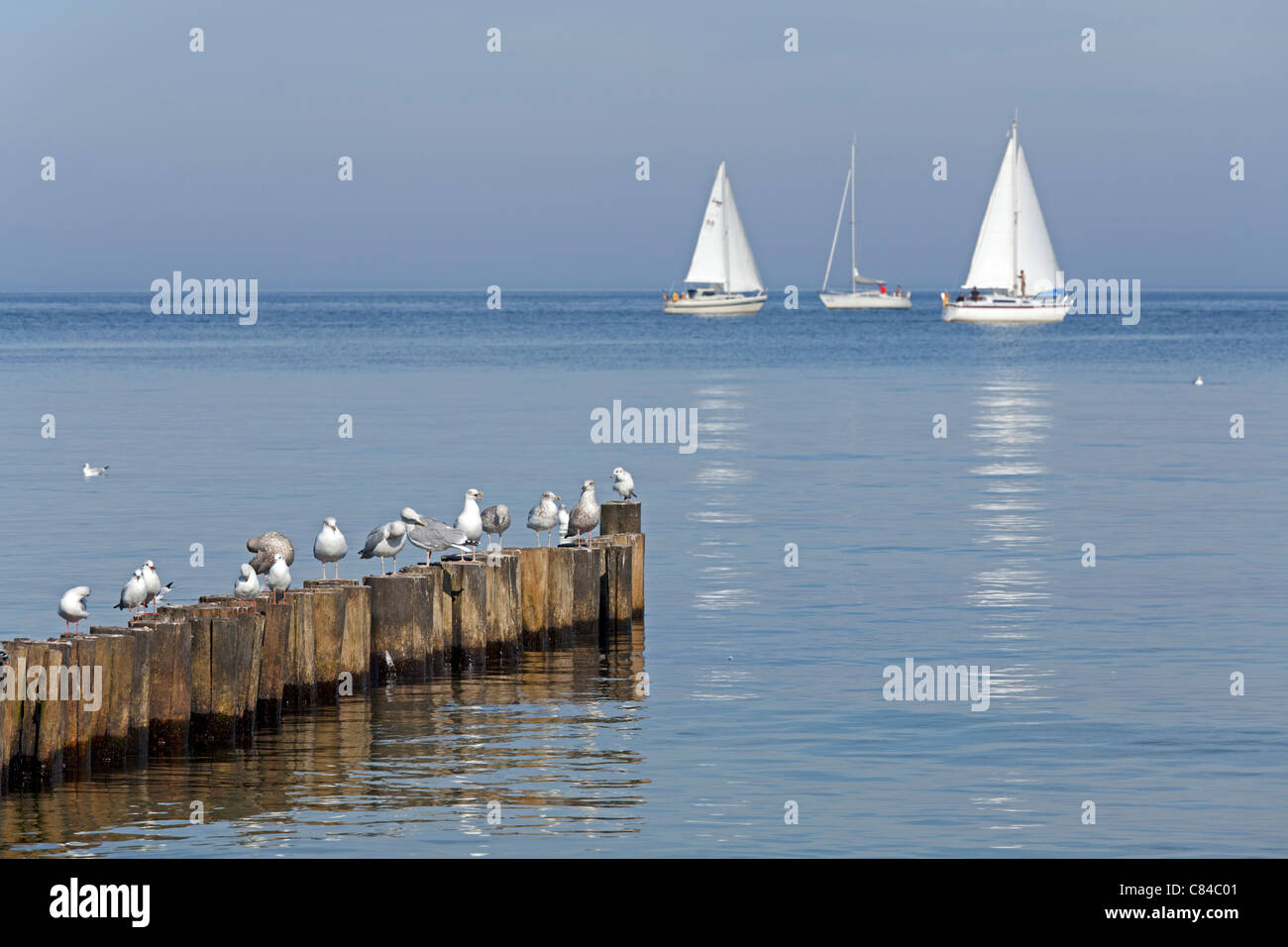 Möwen auf einer Leiste und Segelboote, Ostsee, Ostsee, Mecklenburg-West Pomerania, Deutschland Stockfoto