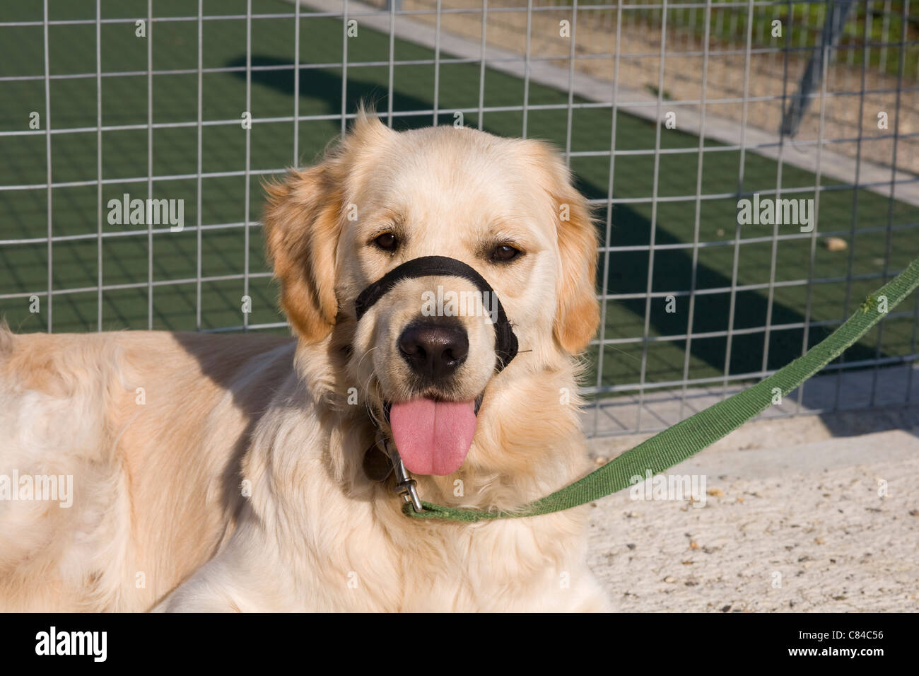 Buster, Yorkbeach Sandstrahler, Hunde für die behinderte golden Retriever-Welpe im Training in Sozialisation Stadium Halti tragen Stockfoto